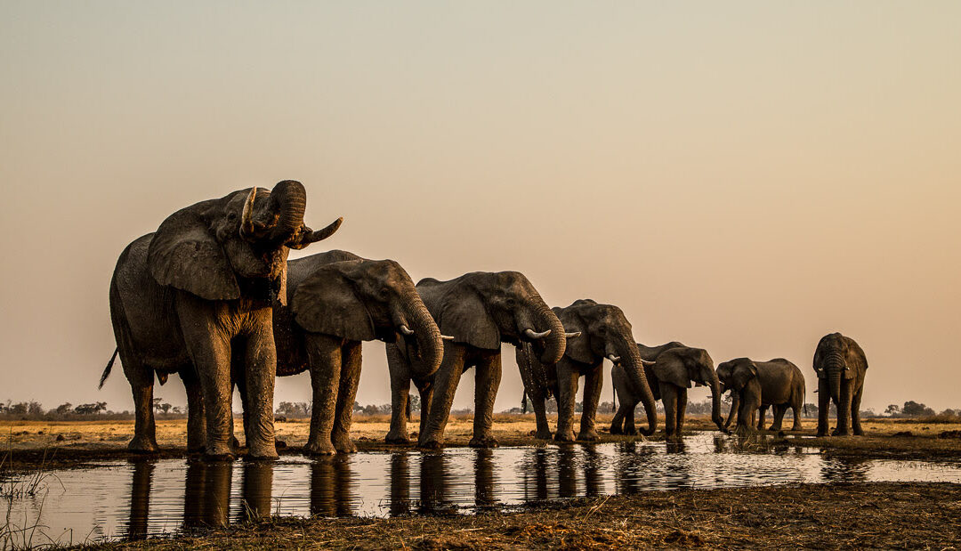 Okavango to screen at the 2020 Sundance
